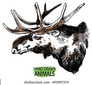 
The head of an adult moose. Hunting trophy. Deer horns. Drawing by hand in vintage style.