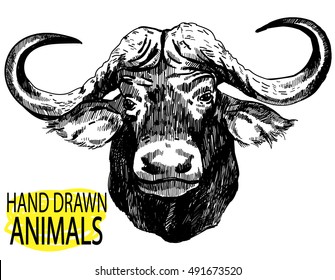 
The head of the African buffalo. Drawing by hand in vintage style.