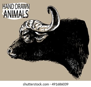 
The head of the African buffalo. Large horns, ears. Drawing by hand in vintage style.