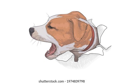 The head of an angry barking dog peeps out of torn white paper. Vector illustration, EPS 10. Concept of protection, aggression and fear. American Staffordshire Terrier.