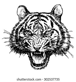 head of angry tiger hand drawn on white background