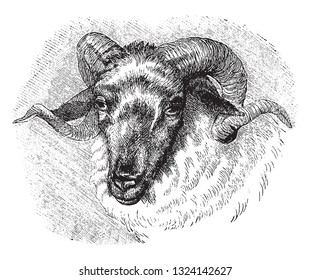 Head of Aries, vintage engraved illustration. From Deutch Vogel Teaching in Zoology.
