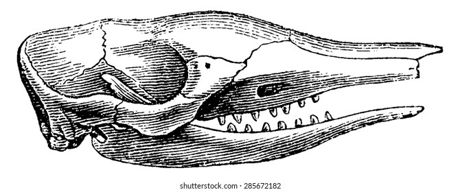 Head of Armadillo, vintage engraved illustration. Natural History of Animals, 1880.
