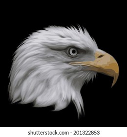 The head of bald eagle, haliaeetus leucocephalus, isolated on black background. Side face portrait of American eagle, US national character, very beautiful bird with proud expression. Vector image.