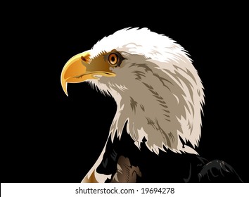 Head of Bald eagle - VECTOR