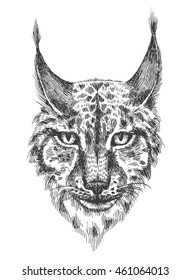 Head of beautiful lynx. Black and white illustration with head of wild cat with bared teeth. Hand drawn sketch. Ink painting. Design element useful for print for t-shirt. 