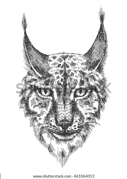 Head Beautiful Lynx Black White Illustration Stock Vector (Royalty Free ...