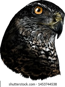 The Head Of The Bird, A Hawk Close-up, Sketch Vector Graphics Color Illustration On White Background