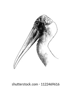 the head of the bird stork the sides in profile, sketch vector graphics monochrome illustration on white background