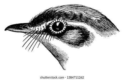 La cabeza de un pájaro en el que el billete del costado de la cabeza de un pájaro se denomina dibujo de la línea de la tradición, dibujo de la vintage o ilustración de grabado.