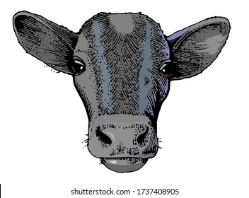 The head of a black calf. Front view. Retro style. Label design for farmer products. Vector is isolated on a white background. Hand drawing.