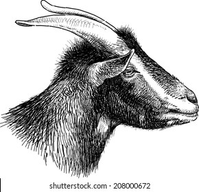 head of black goat