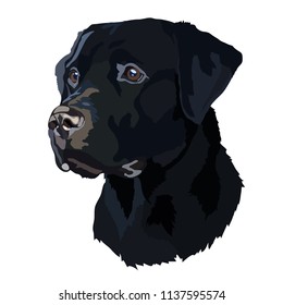 Head Black Labrador Vector
