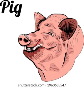 Head of boar. Pink pig eating chocolate.