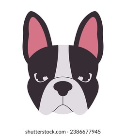 head boston terrier dog black and white color mammal domestic animal cute adorable pet face