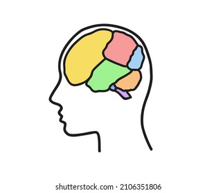 Head and brain on a white background. Regions of the human brain. Vector illustration.