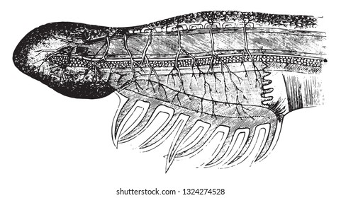 Head of the Branchiostoma, whose organs are seen by transparency, vintage engraved illustration. From Zoology Elements from Paul Gervais.
