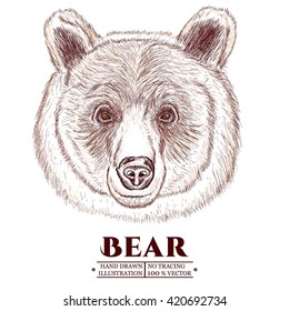 Head of a brown bear hand drawn vector illustration 