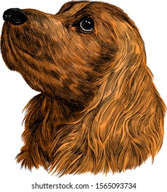  head brown dog Spaniel cute