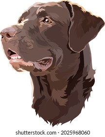 Head Brown  Labrador Retriever Vector Illustration