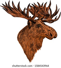 head brown moose animal in forest

