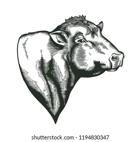 Head of bull of dangus breed drawn in vintage woodcut style. Farm animal isolated on white background. Vector illustration for agricultural market identity, products logo, advertisement svg