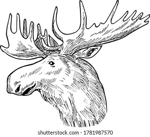 Leiter eines Bull Moose oder Elk Alces Alces Scratchboard Retro Schwarz-Weiß