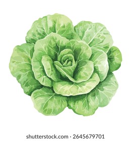 A head of butter lettuce is depicted in a watercolor style, showcasing its layered leaves and soft, muted green tones.