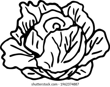 A head of cabbage drawn by hand. Vector black and white illustration. Isolated object on a white background. Vegetable from the garden. Healthy food, vegetarian food.