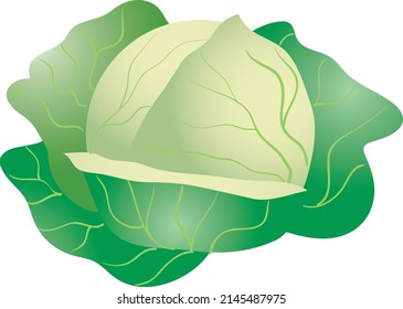 head of cabbage green fresh very tasty