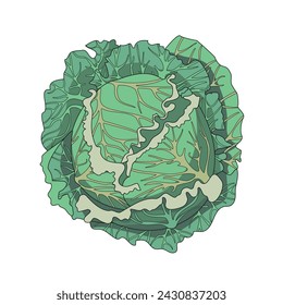 A head of cabbage. Green leafy vegetable. Vector illustration for the recipe. Lettuce leaves. An ingredient for cooking dishes. Vegetarian food. Cabbage salad. A dietary product.