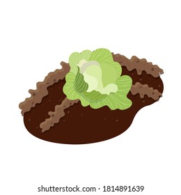 A head of cabbage growing on the ground in a garden. Vector illustration.