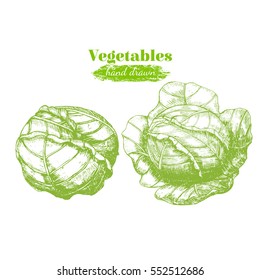 Head of Cabbage Hand Draw Sketch Organic Food Can Be Used For Restaurant Menu. Vector illustration