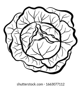 Head of cabbage hand drawn vector illustration. Healthy vegetable isolated on white background. Diet food. Natural vegetarian product. Ink style. For menu, icon, farmers market, grocery, store, print.