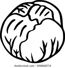 Head of cabbage. Hand-drawn doodle. Vector illustration. Food theme. Vegetable clipart.