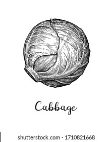 Head of cabbage. Ink sketch isolated on white background. Hand drawn vector illustration. Retro style.