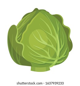 Head of Cabbage Isolated on White Background Vector Illustration