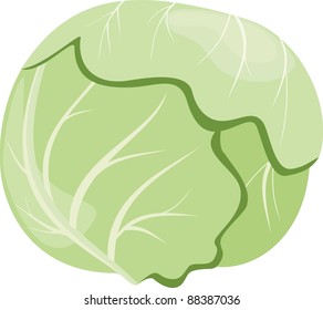 Head of cabbage isolated on a white background
