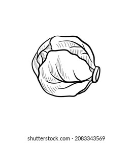 head of cabbage, vector drawing sketch of vegetable isolated at white background,hand drawn illustration