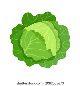 Head of cabbage. Vector illustration flat isolated