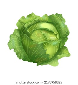 Head of cabbage. Vector illustration realistic isolated