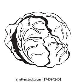 head of cabbage vector sketch. Hand drawn illustration isolated