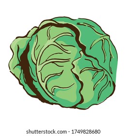 head of cabbage vector sketch. Hand drawn colour illustration isolated