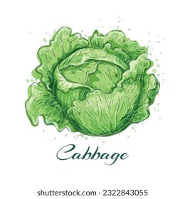 Head cabbage vegetables watercolor sketch. Fresh food art vegetables color drawing paint cabbages cartoon hand drawn isolated vector illustration