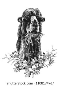 head of a camel chewing grass with a branch in the form of a frame from the bottom of the leaves and flowers of oleander, sketch vector graphics monochrome illustration