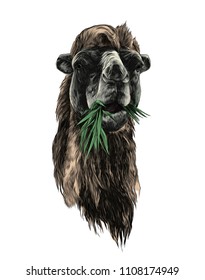 head of a camel chewing grass, sketch vector graphic color illustration