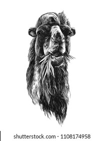 head of a camel chewing grass, sketch vector graphic monochrome illustration