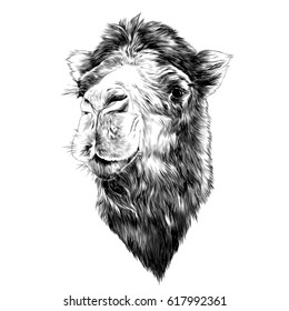 head camel side profile sketch vector graphics black and white drawing