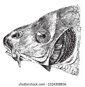 Head of Carp, showing the gills on the left side after removal of the corresponding operculum, vintage engraved illustration. Zoology Elements from Paul Gervais.
