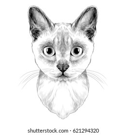 the head of a cat breed Australian mist symmetric, sketch vector graphics black and white drawing